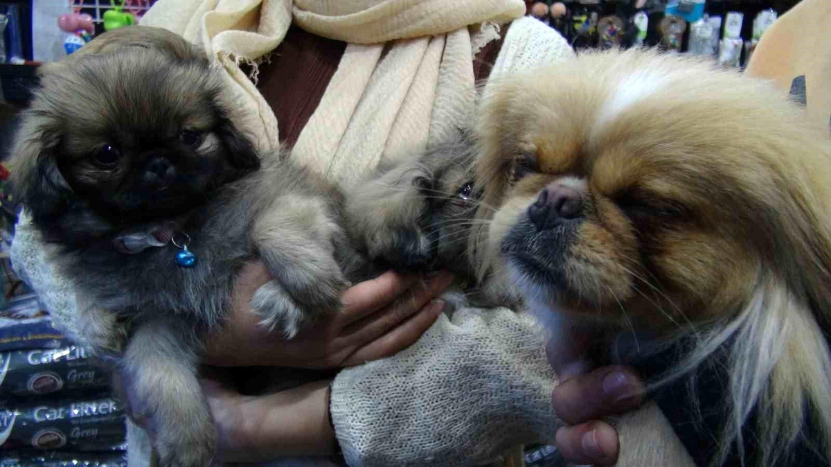 İzmit\'te Çalınan Köpek Bulundu: Uyuşturucu İçin Satılmış