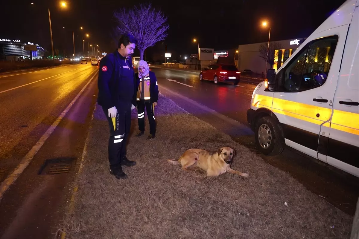 112 Acil Sağlık Ekipleri Yaralı Köpeği Kurtardı