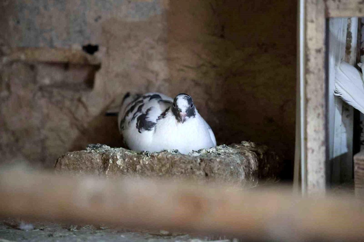 Sivas\'ta 40 Yıldır Kumru Besleyen Şemsettin Kılıç