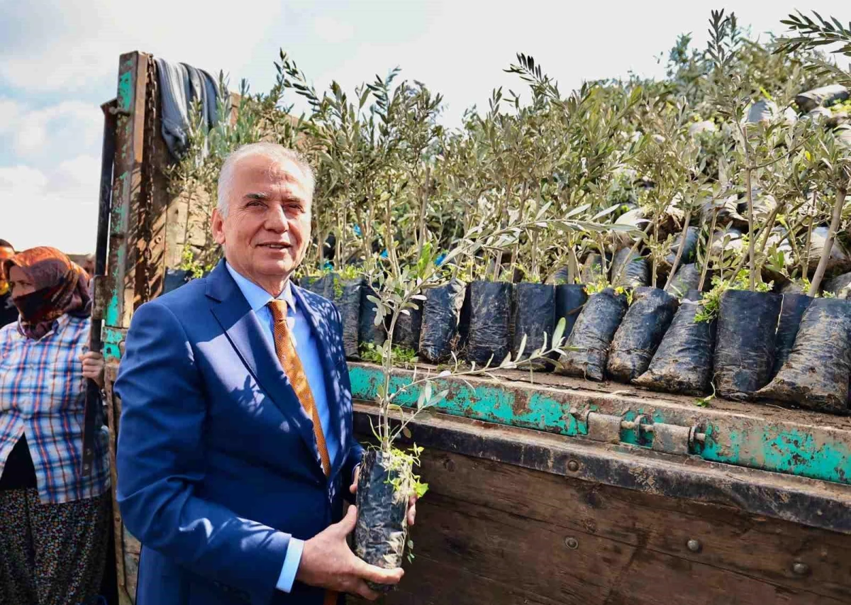 Denizli Büyükşehir Belediyesi, Çiftçilere Zeytin Fidanı Dağıtımı Yapıyor