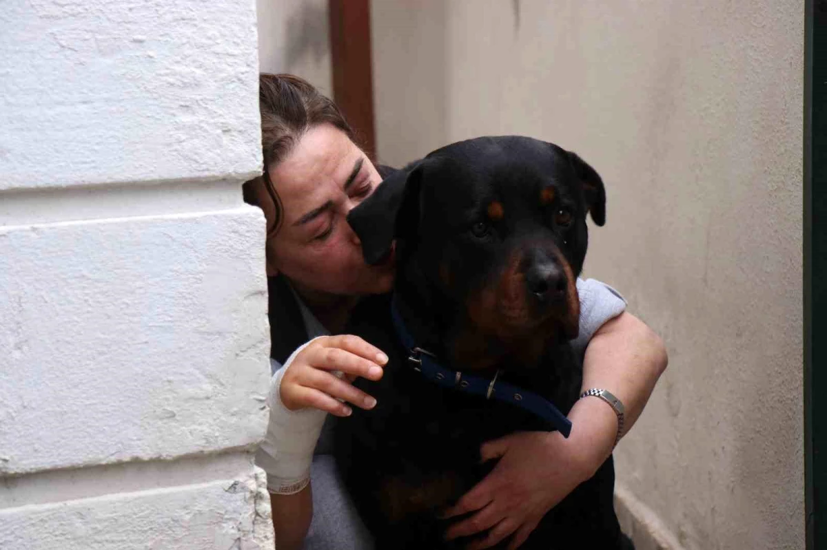 Çipli Rottweiler Köpek Tarafından Saldırıya Uğrayan Kadın Yaralandı