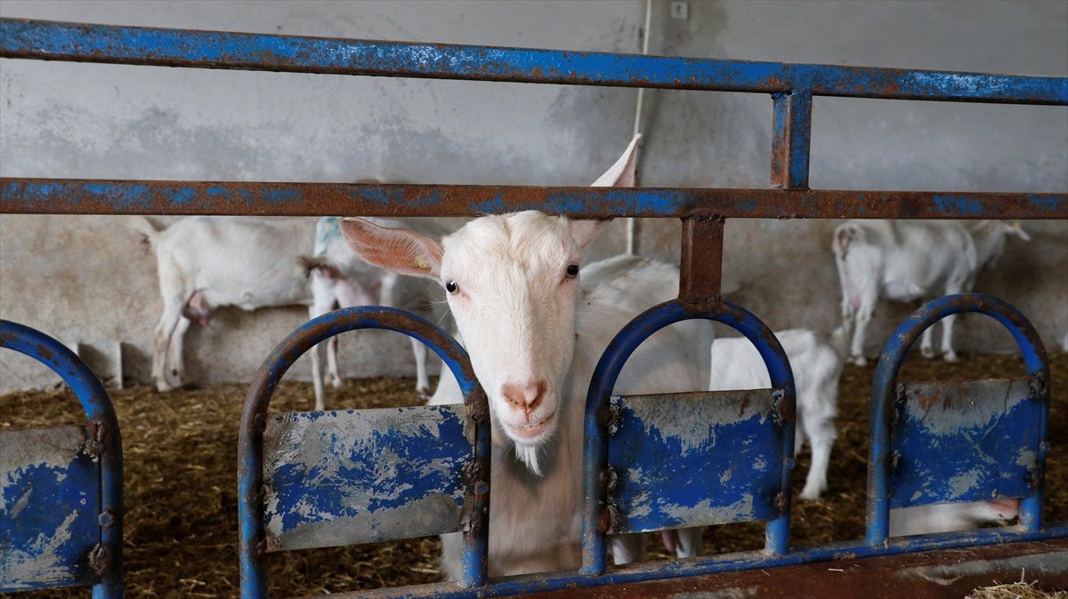 Güney Koreli Kadın Girişimci Kandıra\'da Keçi Çiftliği Kurdu