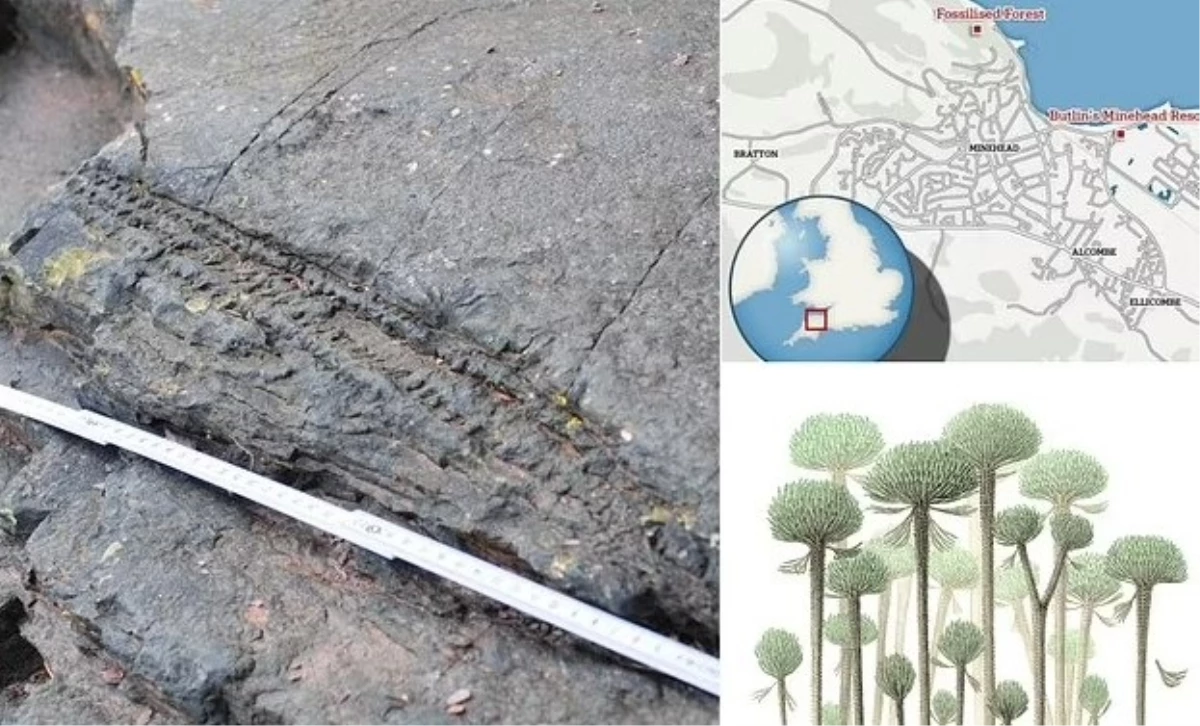 İngiltere\'de 390 milyon yıllık, tamamen fosilleşmiş dünyanın en eski ormanı bulundu