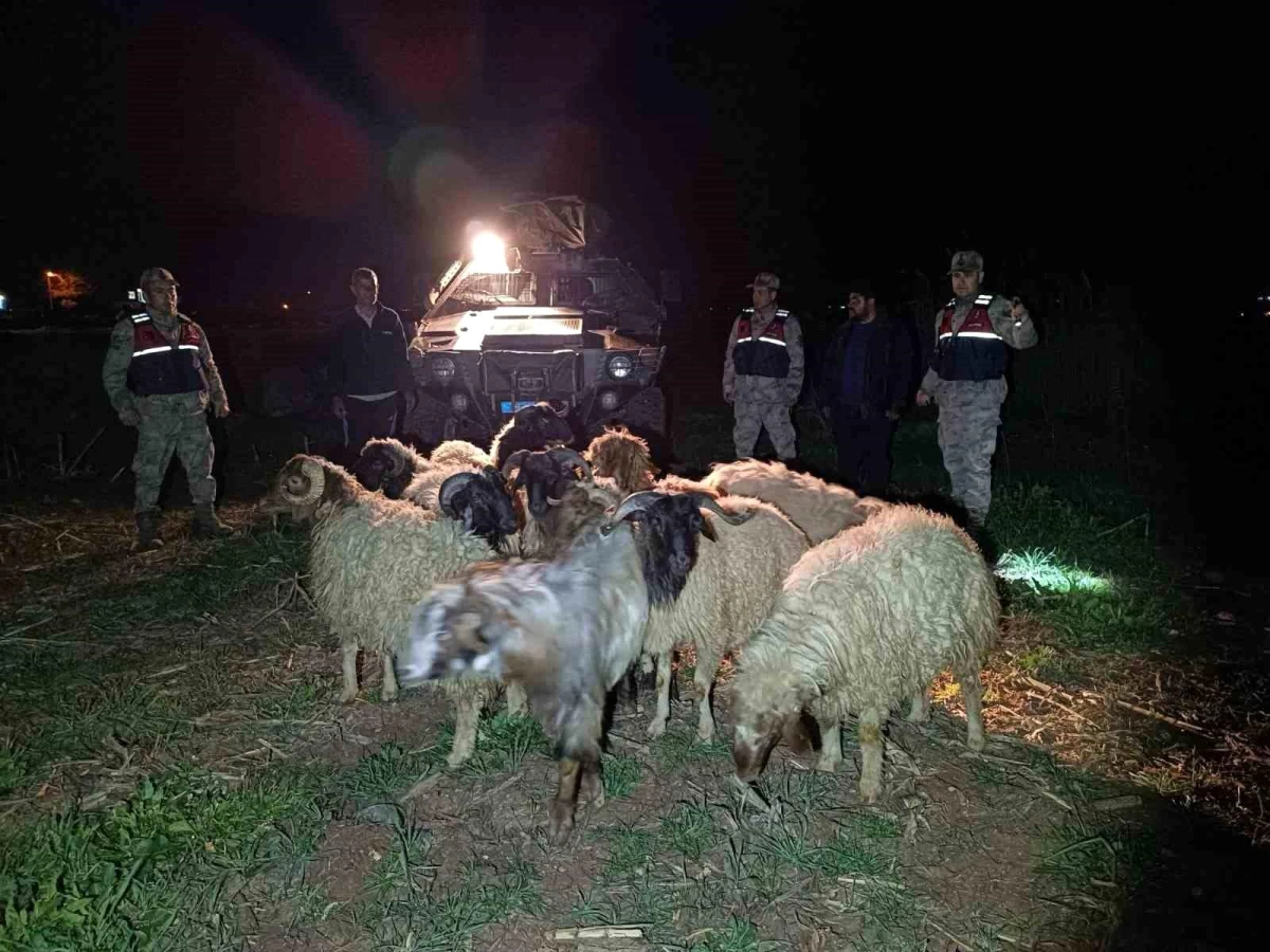 Kilis\'te kaybolan 10 küçükbaş koyun jandarma tarafından bulundu