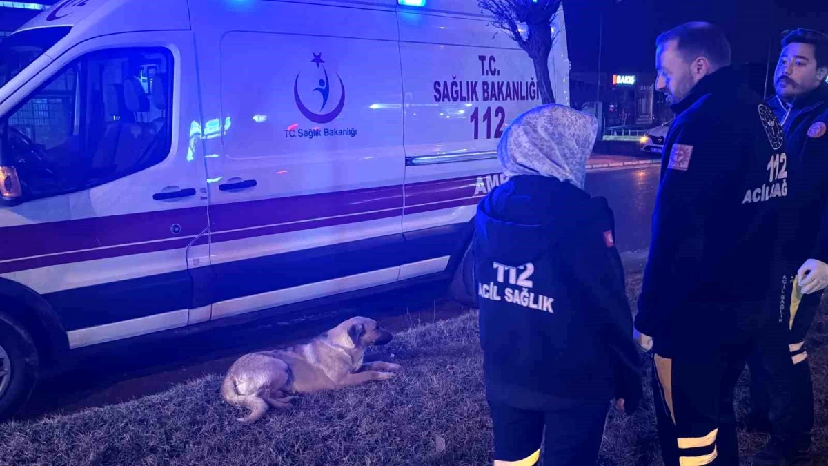 Sivas\'ta Yaralanan Köpeğe Sağlık Çalışanları Sahip Çıktı