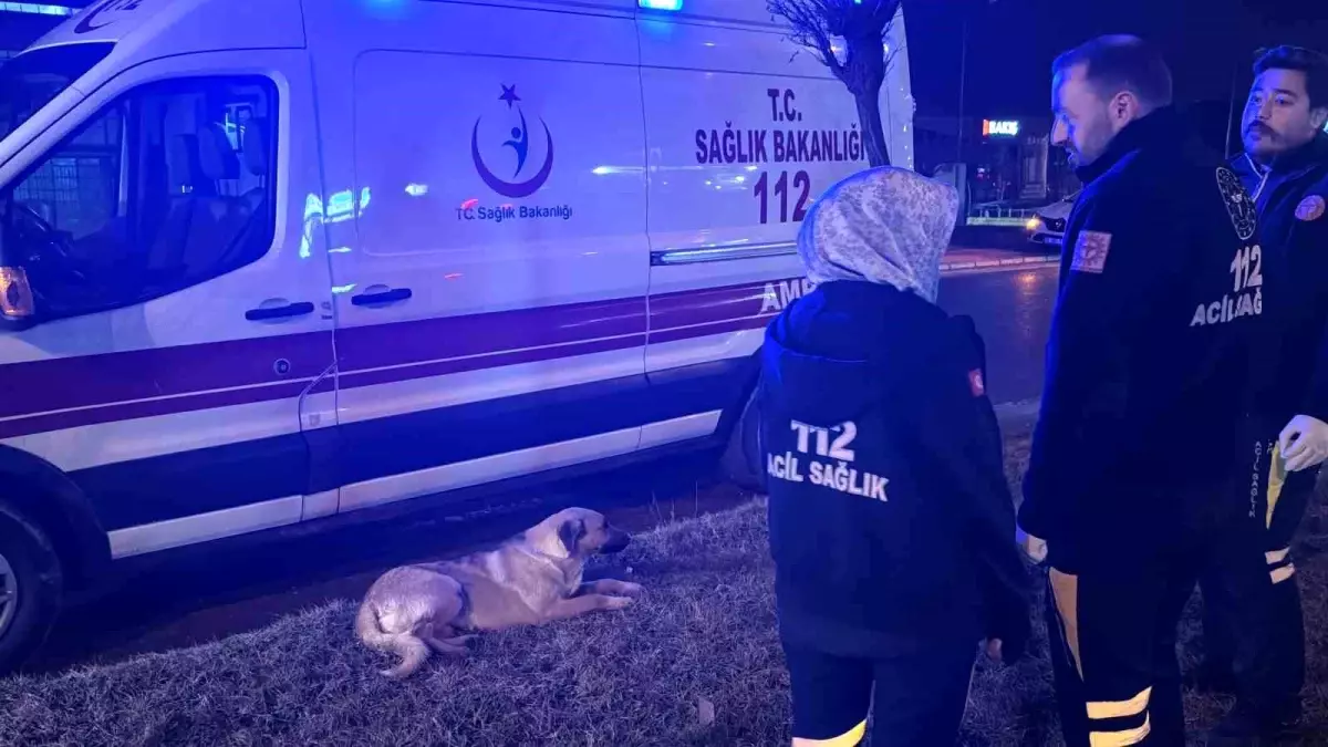 Sivas\'ta Yaralanan Köpeğe Sağlık Çalışanları Sahip Çıktı