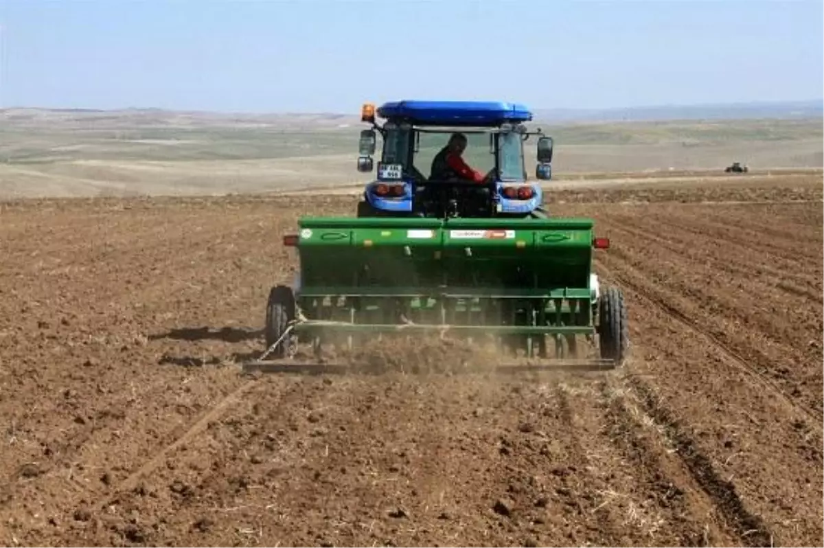 Yozgat Yeşil Mercimek Üretiminde İlk Sırada