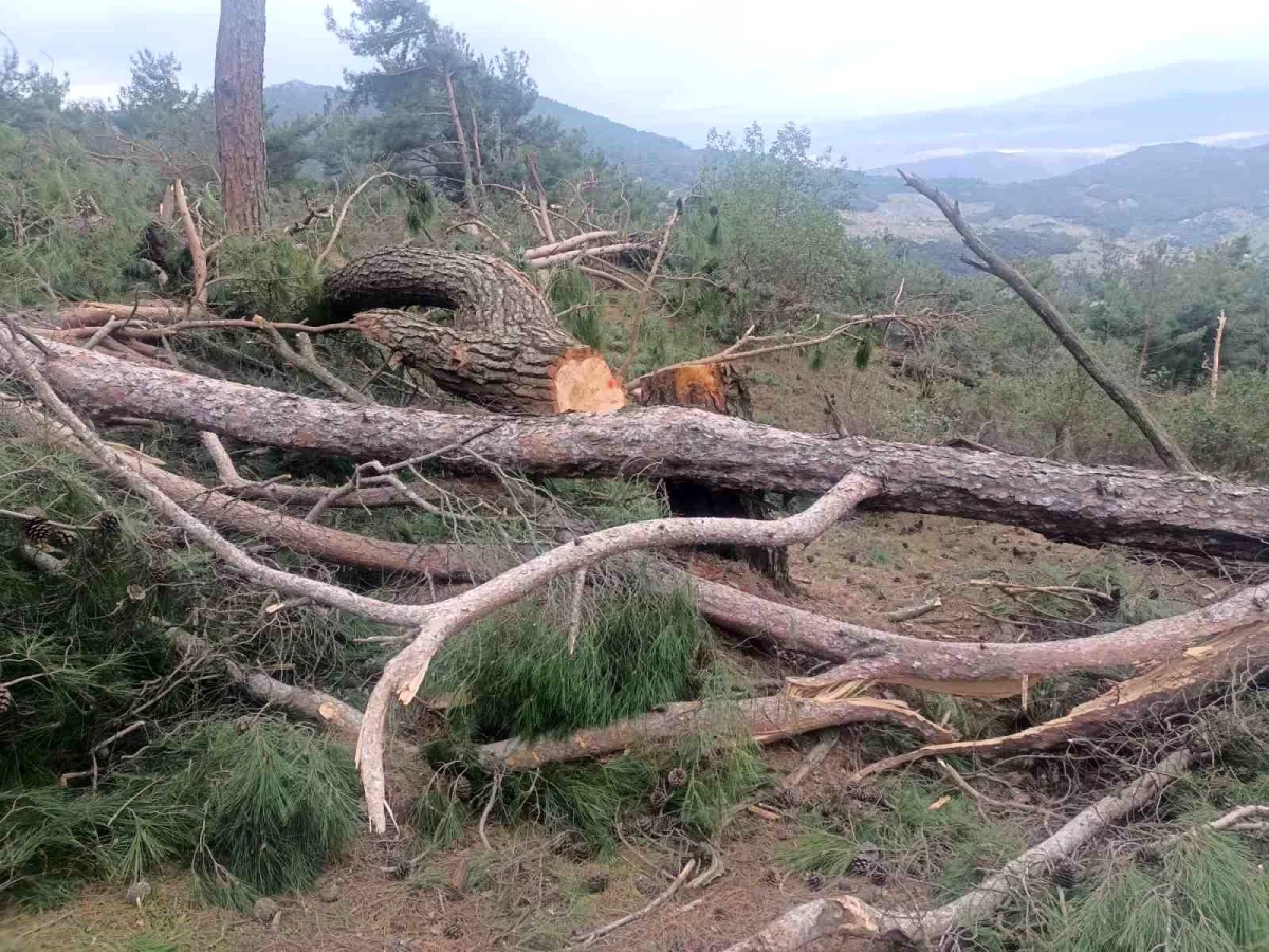 Aydın\'ın Germencik İlçesi\'nde asırlık çam ağaçları kesildi, soruşturma başlatıldı