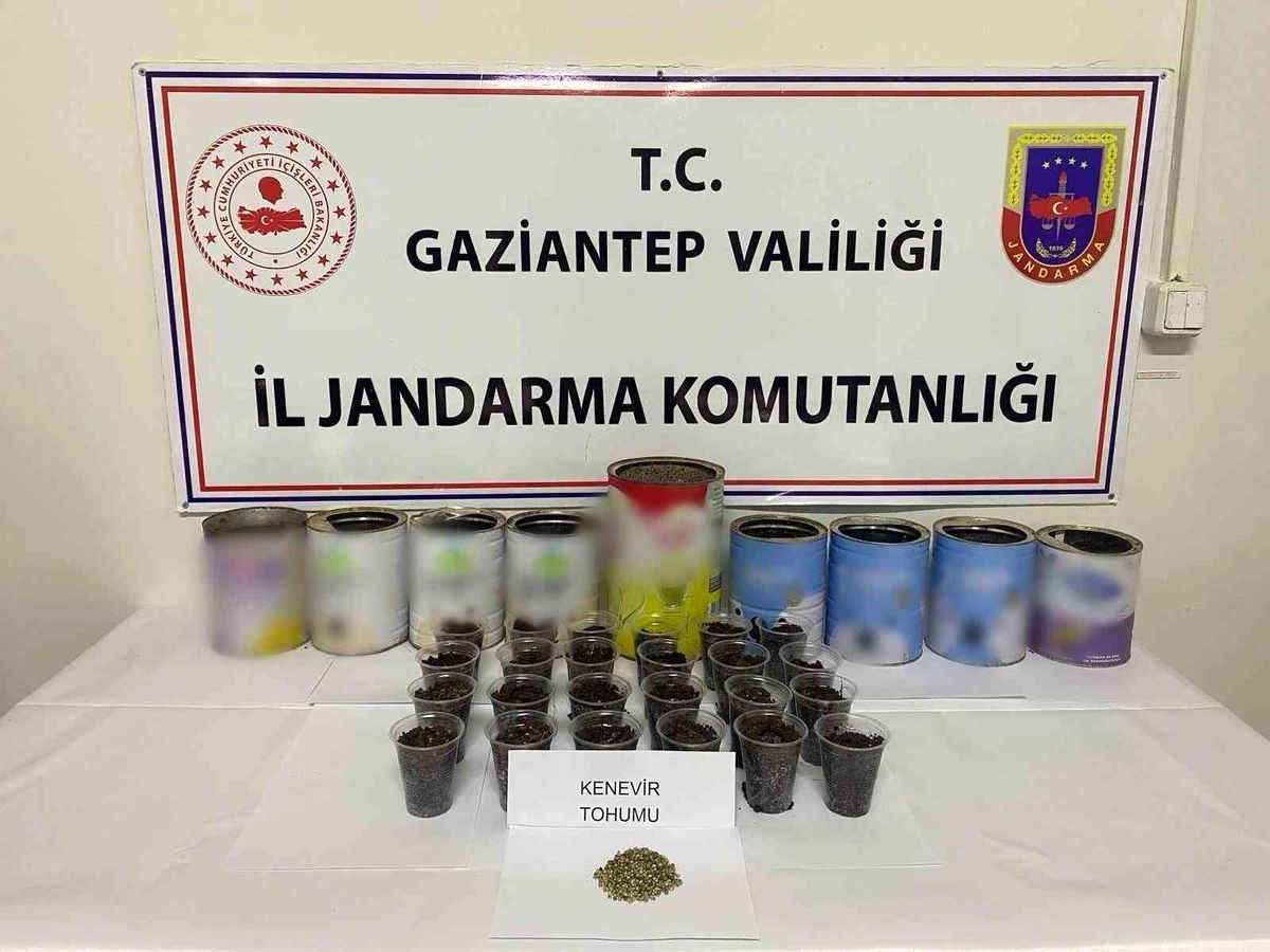 Gaziantep\'te Yasadışı Kenevir Ekimi Yapan Şüpheli Gözaltına Alındı