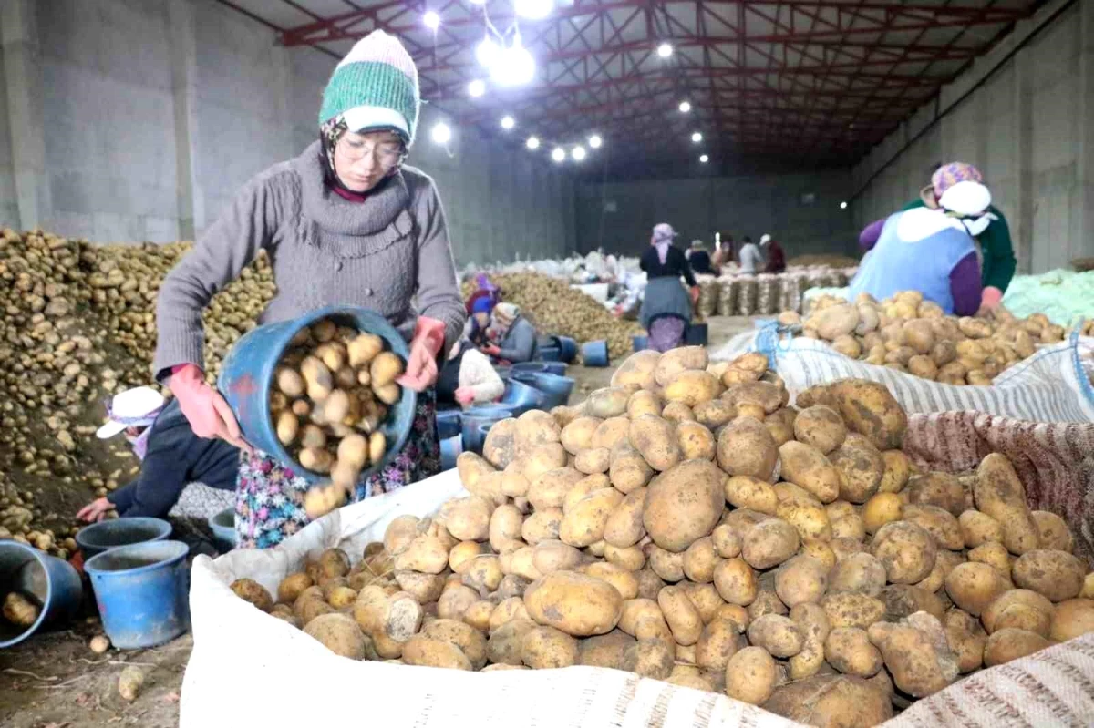 Afyonkarahisar\'ın Sandıklı ilçesinde patates üreticisi kadınlar 8 Mart Dünya Kadınlar Günü\'nü soğuk hava depolarında geçirdi