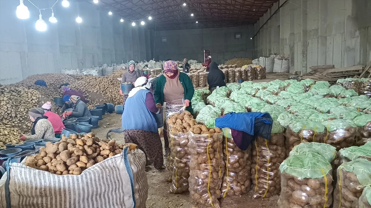 Afyonkarahisar\'dan Büyükşehirlere Doğal Soğuk Hava Depolarından Patates Gönderimi