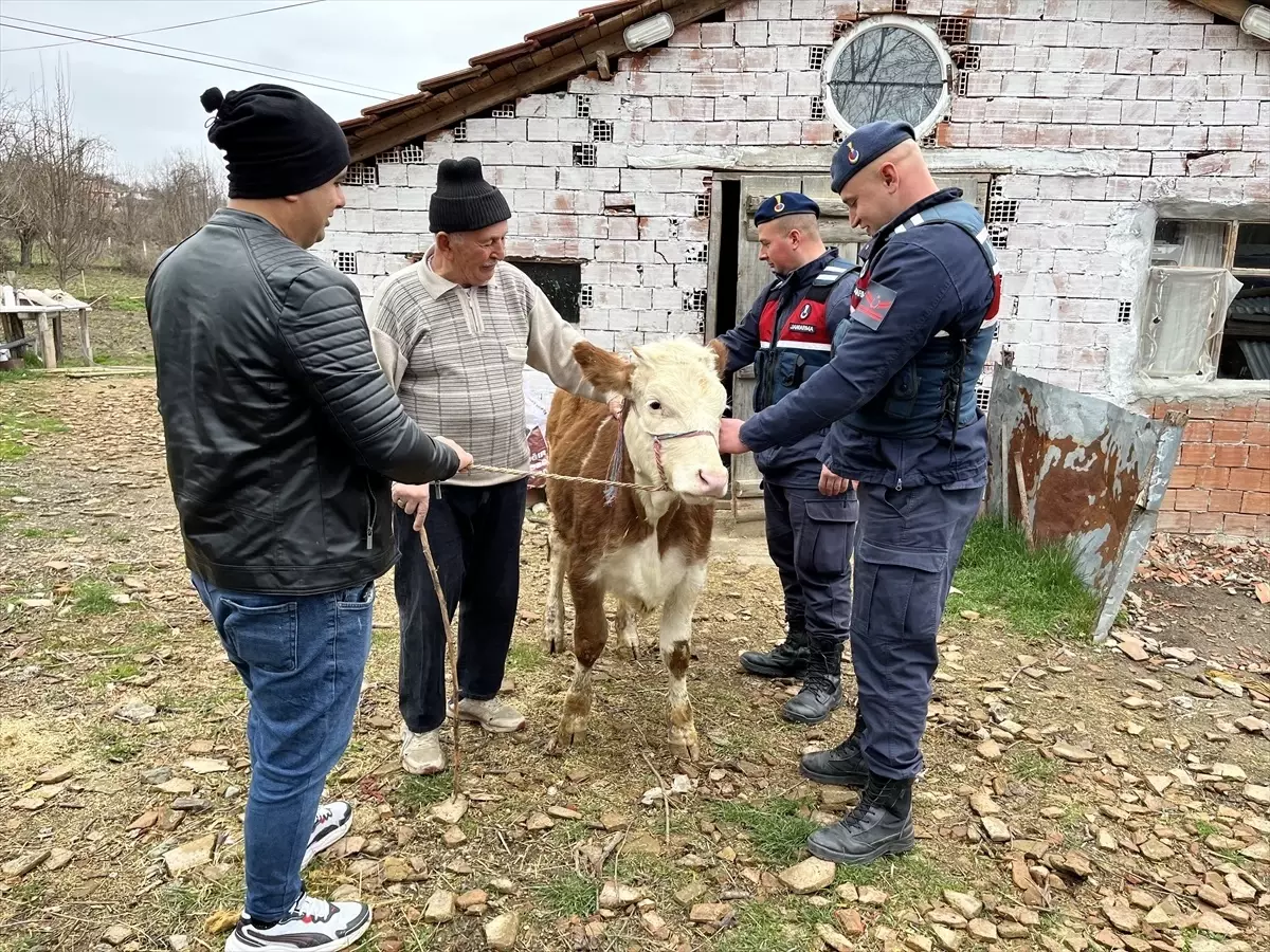 Sinop\'ta Çalınan İnek Kastamonu\'da Bulundu