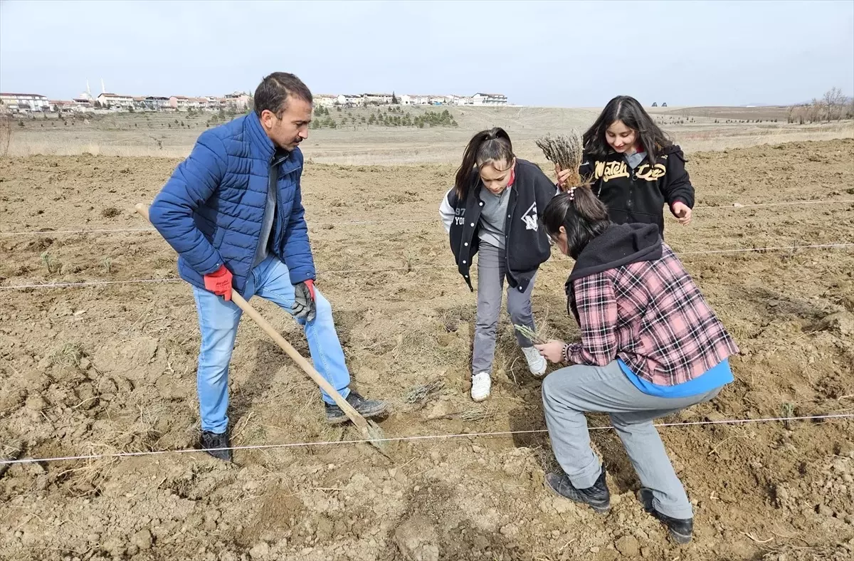 Sorgun\'da 8 Mart Dünya Kadınlar Günü için lavanta bahçesi oluşturuldu