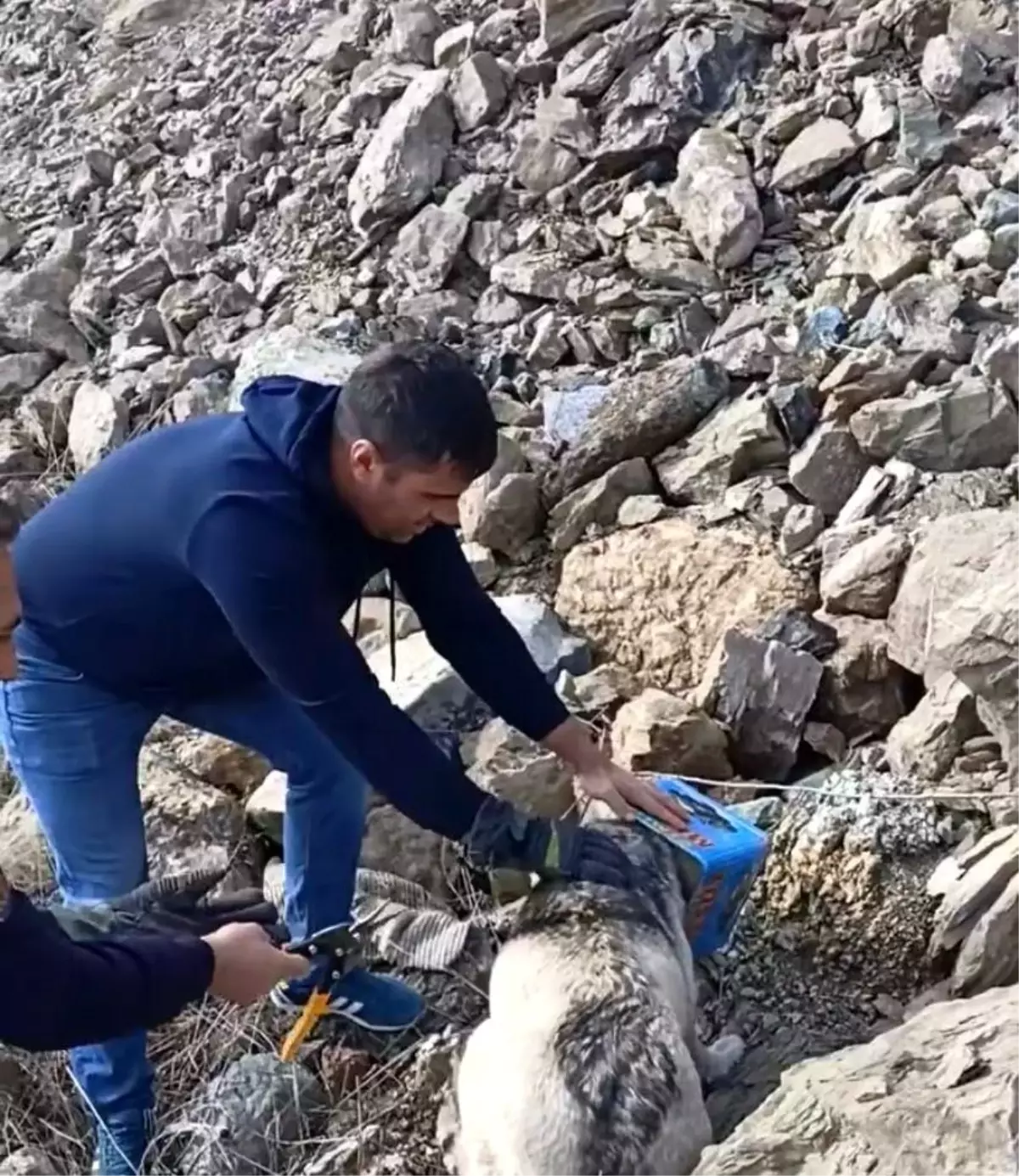 Elazığ\'da Yiyecek Arayan Köpek Kafasını Tenekeye Sıkıştırdı