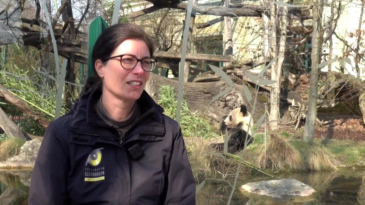 Avusturya\'daki Schonbrunn Hayvanat Bahçesi, panda işbirliğini sürdürmeye devam edecek