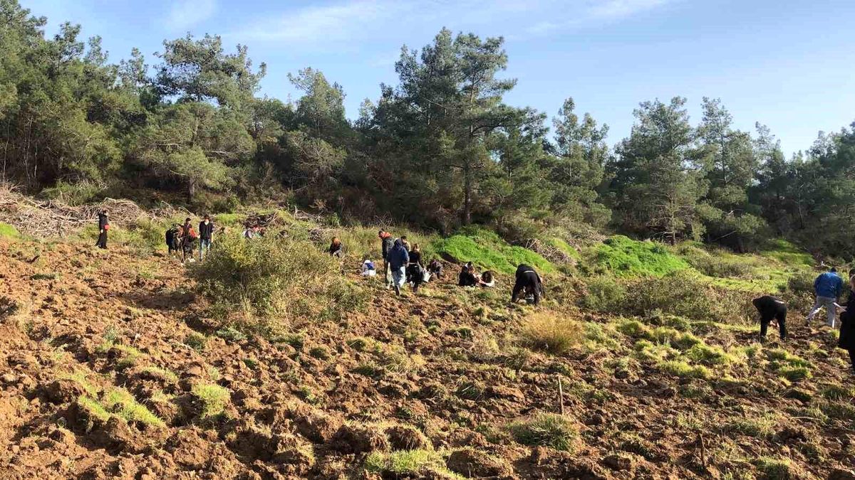 Muğla\'da 500 Harnup ve 5 Mavi Selvi Fidanı Dikildi