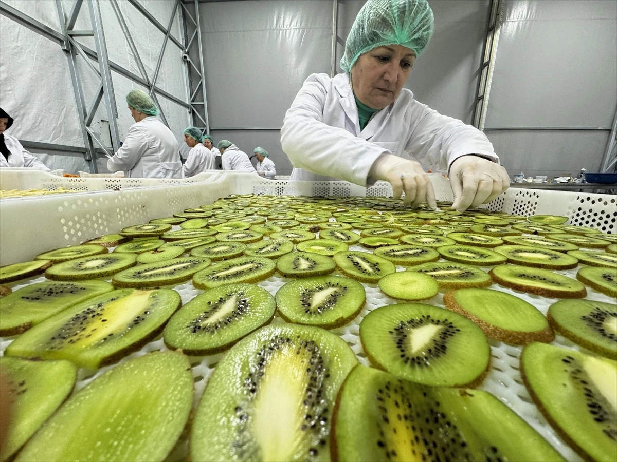 Düzce\'de Kadınlar İmece Usulü Kurutulmuş Meyveler Üretiyor