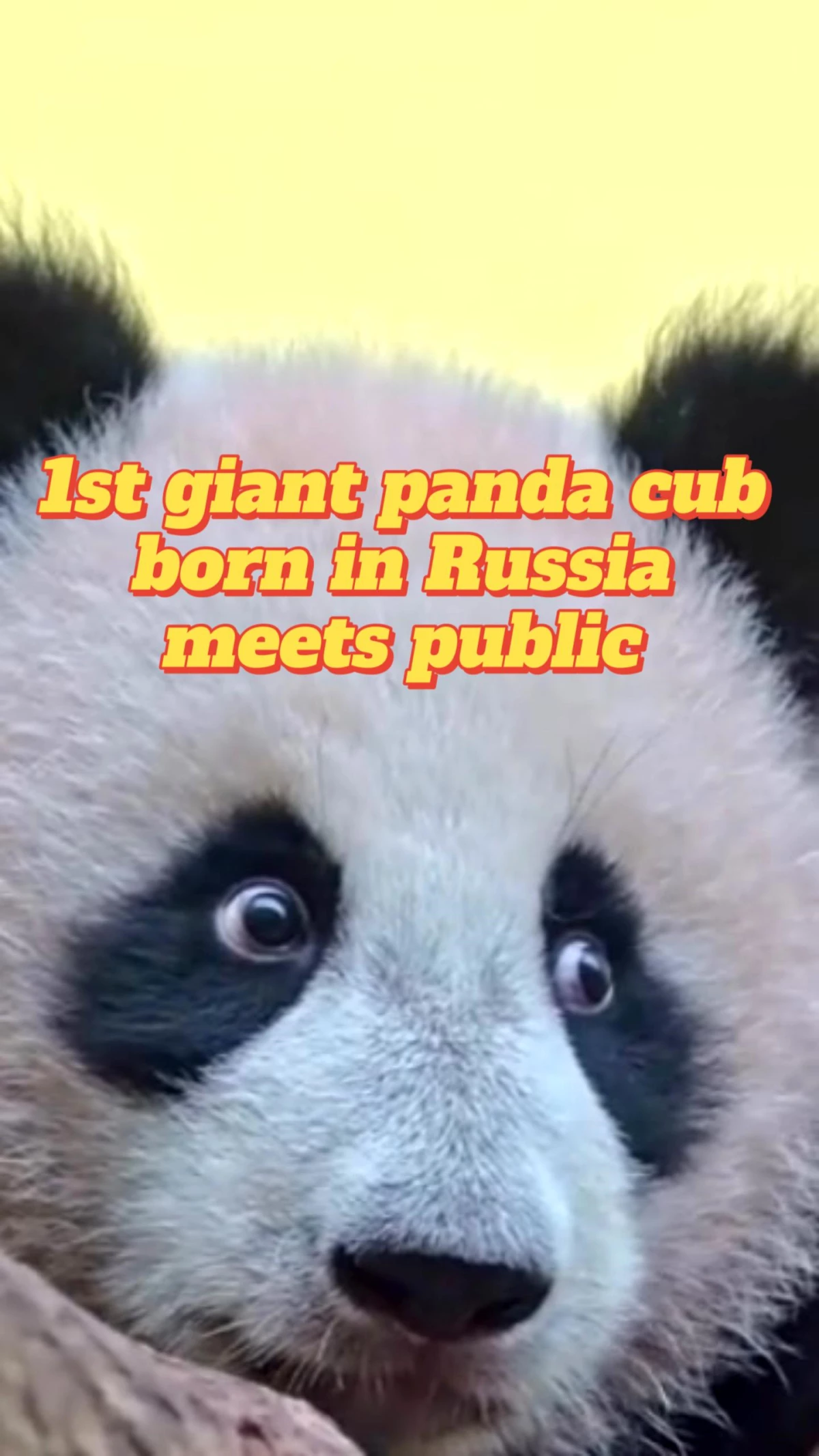 Rusya\'da doğan dev panda Katyuşa halkla buluştu