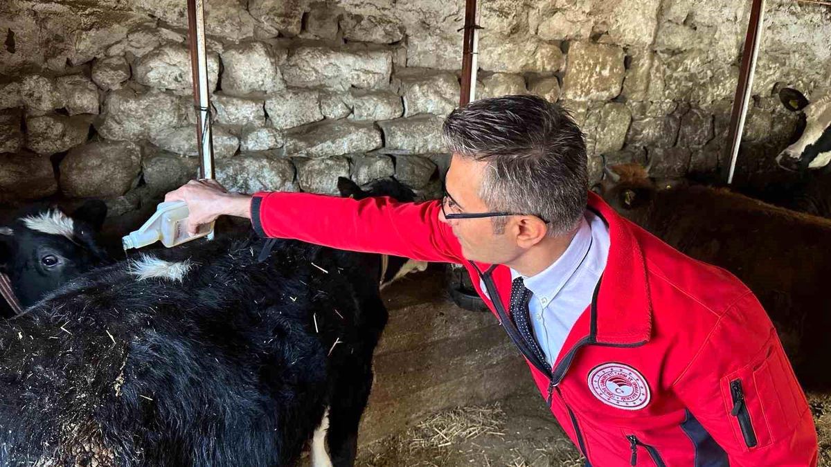 Manisa Büyükşehir Belediyesi Hayvan Üreticilerine Antiparaziter Preparat Desteği Verdi