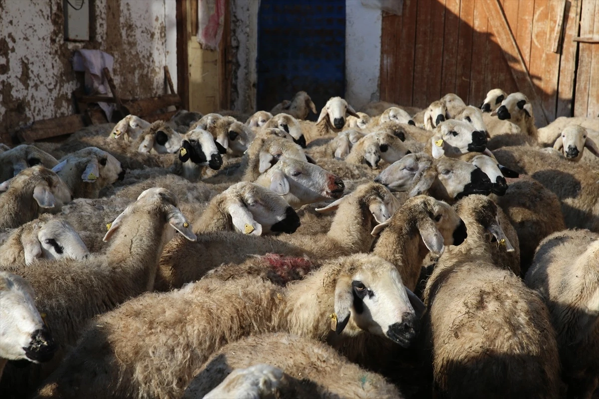 Tek Koyunla Başlayan Çiftçi, Yıllar İçinde Sürü Sahibi Oldu