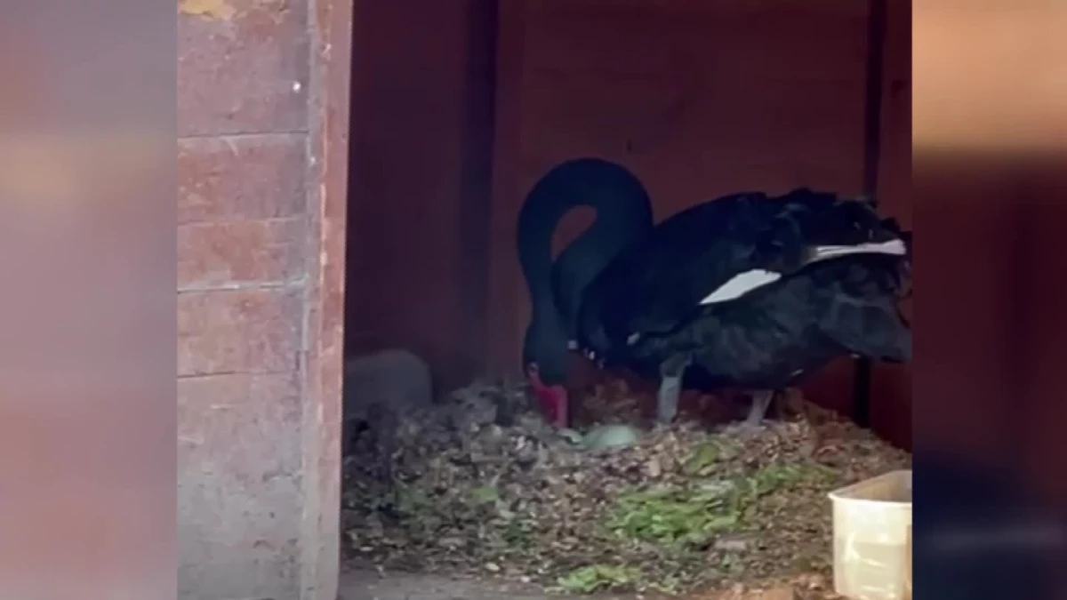 Ankara Kuğulu Park\'ta Yeni Doğan Siyah Kuğular Yoğun İlgi Gördü