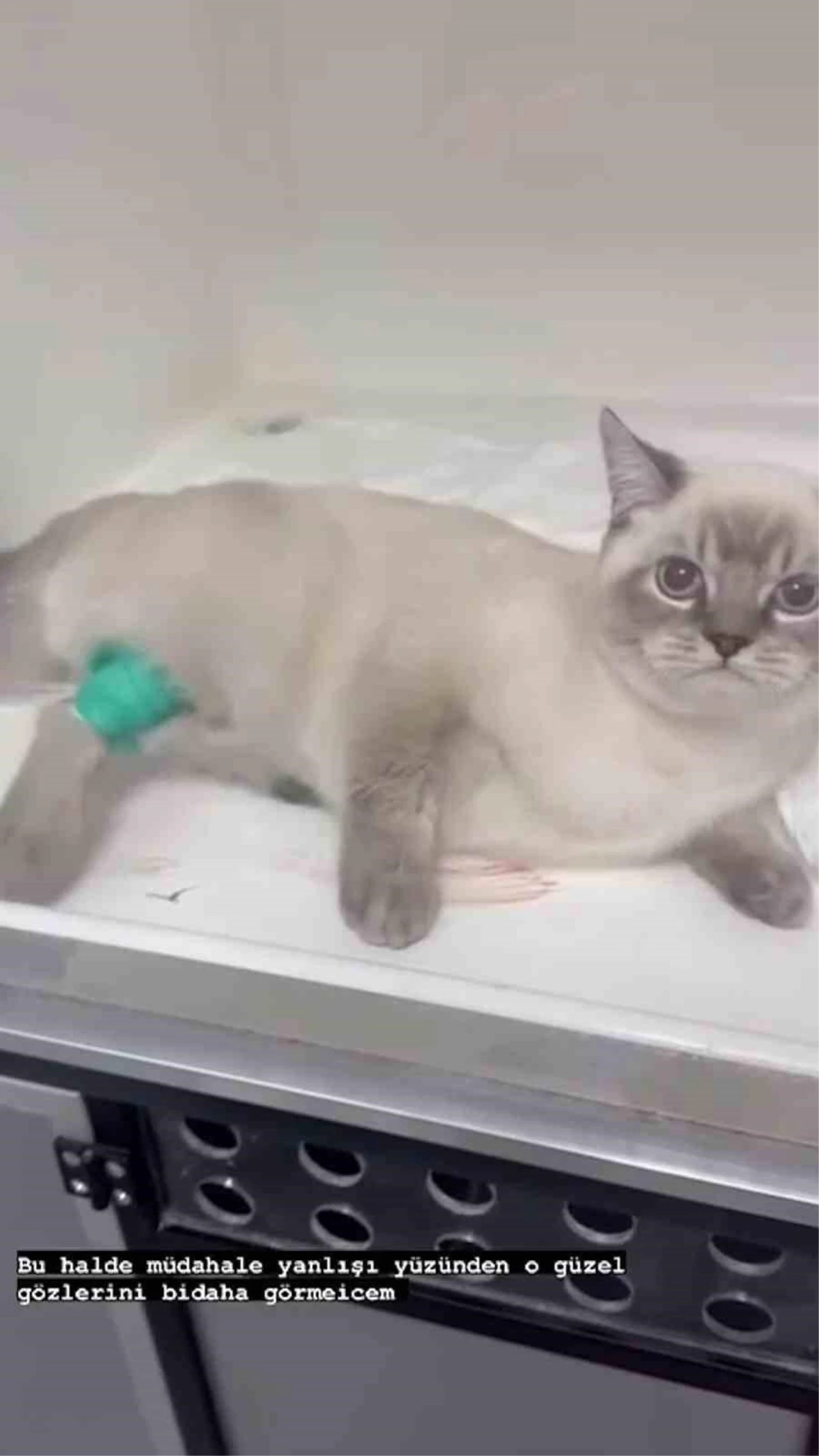 Sosyal medya fenomeni Nurseli Aksoy, kedisini tedavi için veterinere götürdü