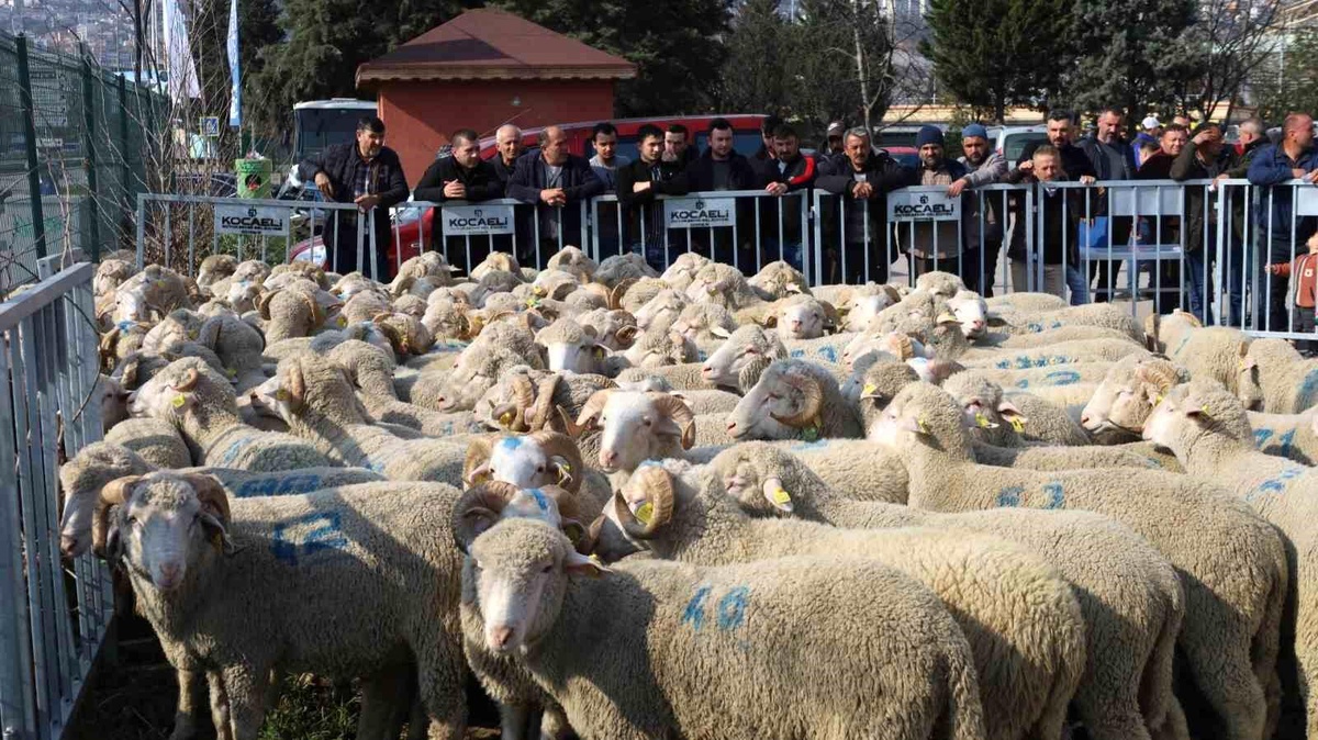Kocaeli\'de Çiftçilere Damızlık Koç Desteği