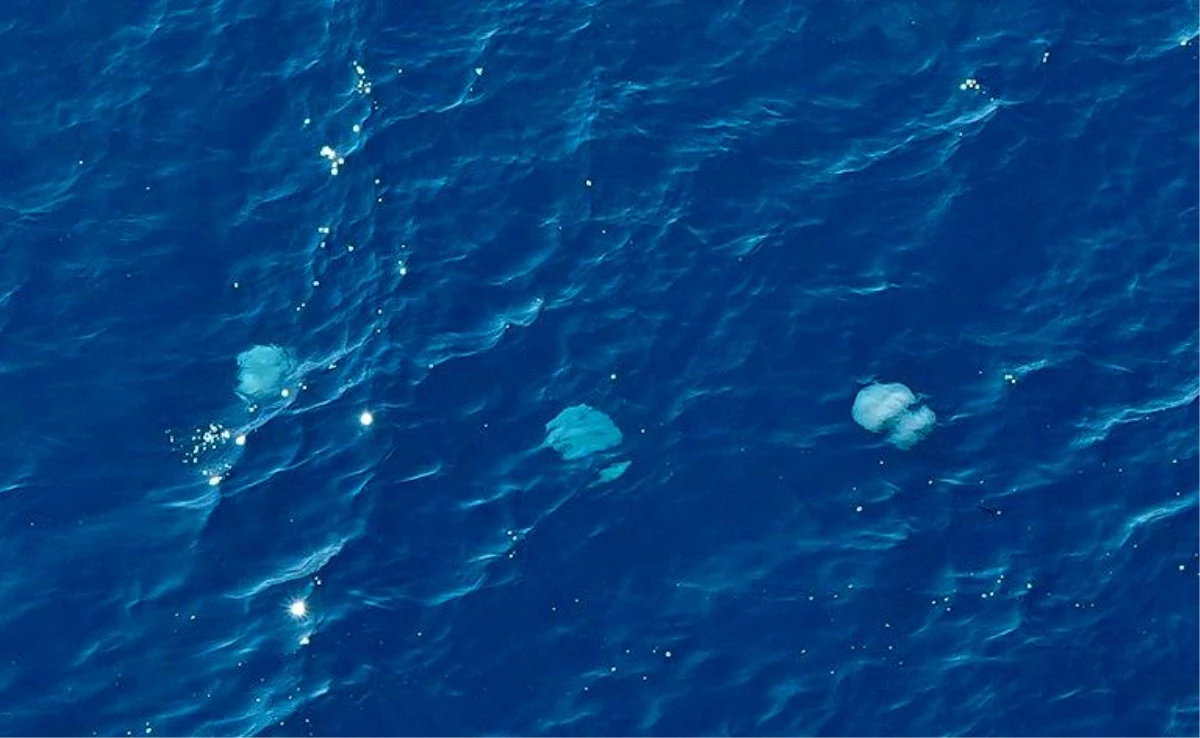 Konyaaltı açıklarında balıkçıların ağlarına denizanası takıldı