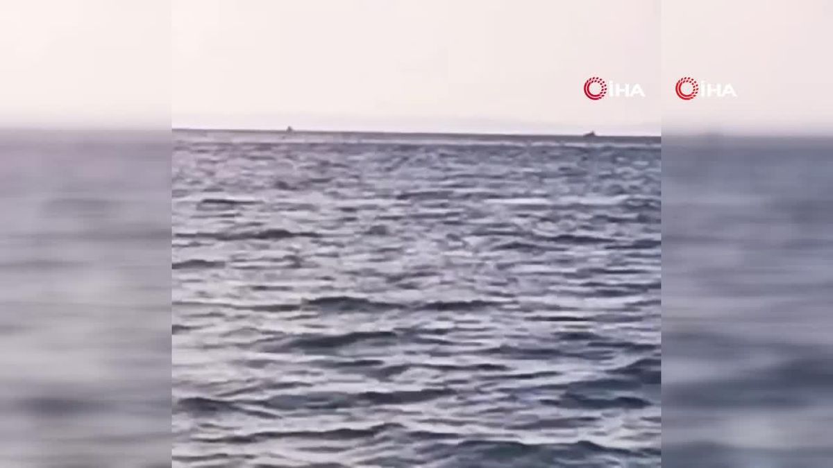 Ayvalık\'ta 5 yunus tekneyle yarıştı