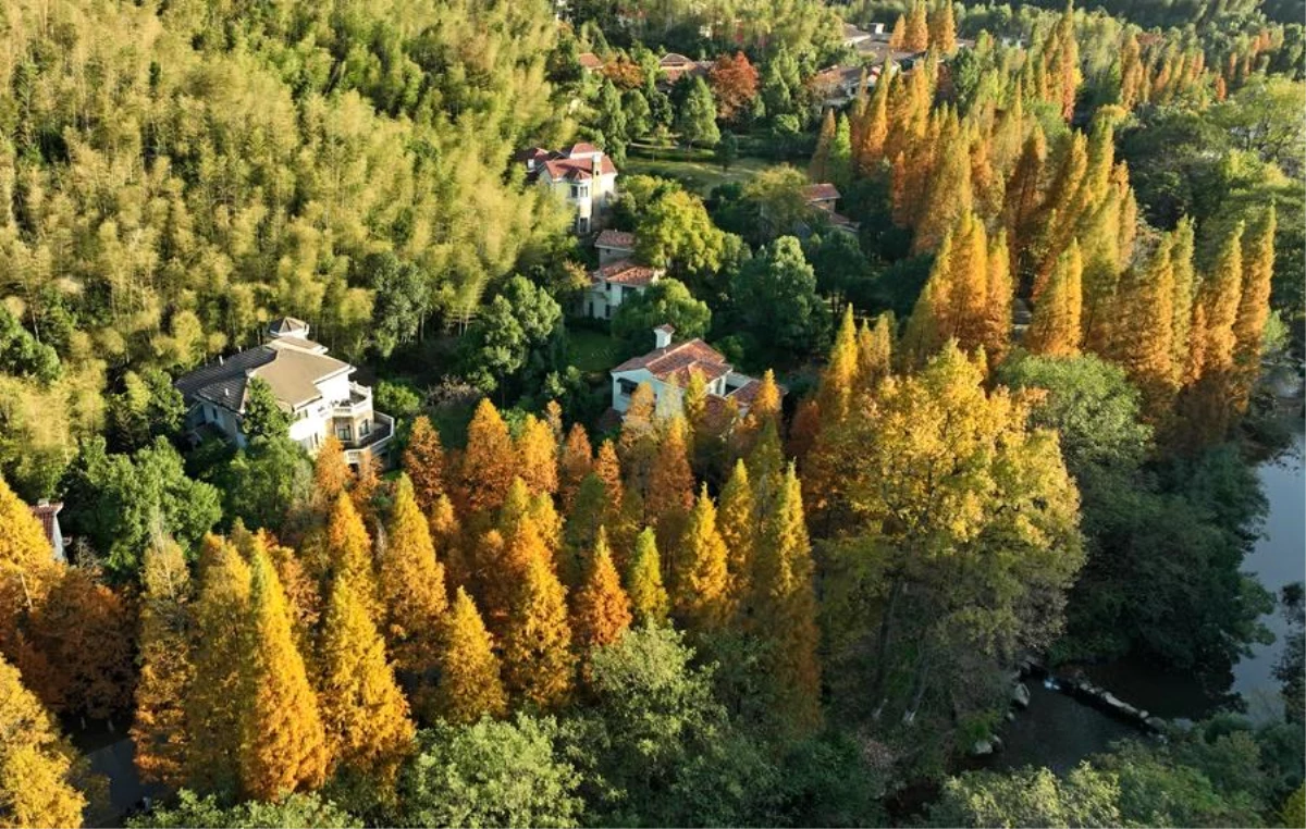 Çin, Geçtiğimiz Yıl 3,998 Milyon Hektarlık Alanda Ağaç Dikti