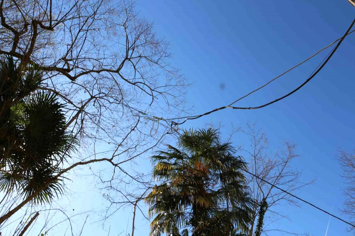 Rize\'de Elektrik Kabloları Ağaç Üzerinden Aktarılıyor