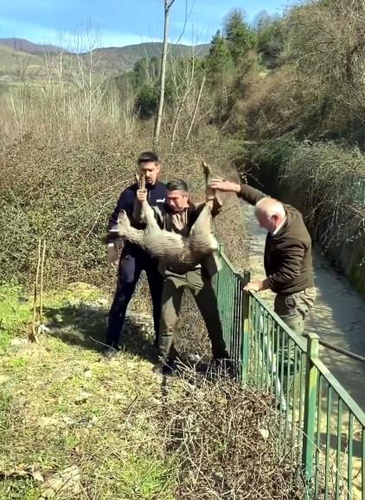 Bartın\'da su kanalına düşen karaca operasyonla kurtarıldı