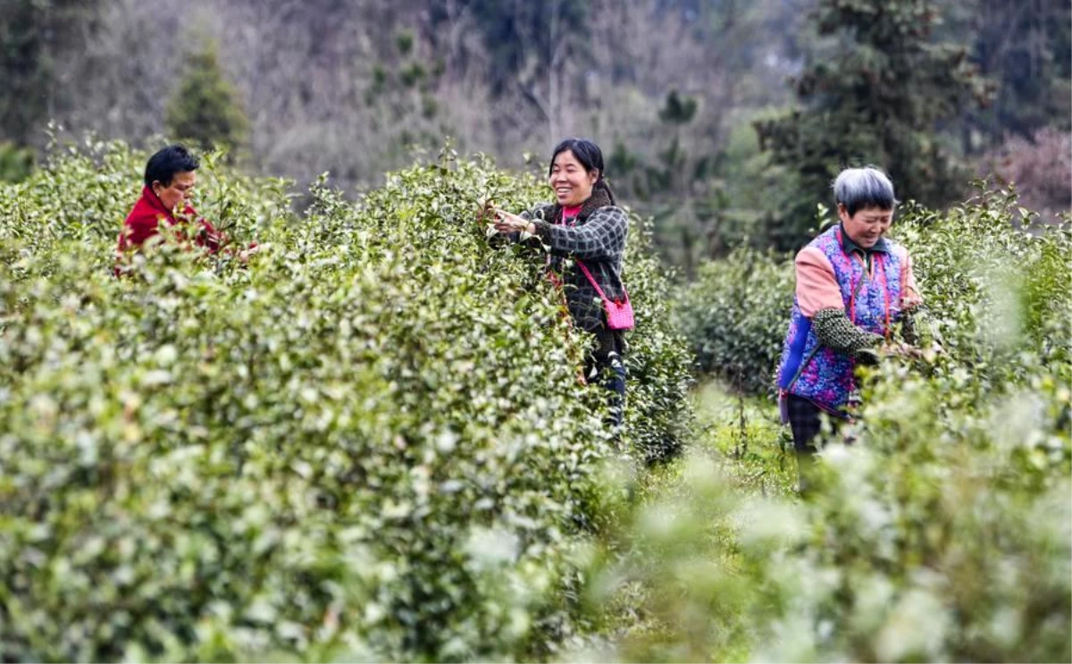 Çin\'de Çay Hasadı Sezonu Başladı