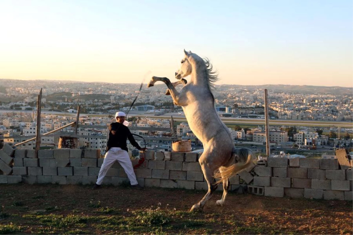 Arap Atı: Tarihi Kökleriyle Eşsiz Bir Tür