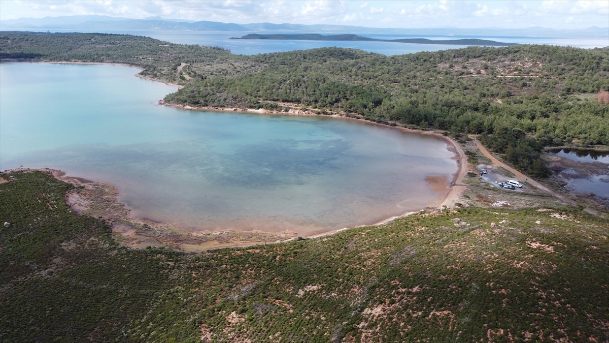 Ayvalık\'ta yangınlar sonrası fidanlar büyüyor