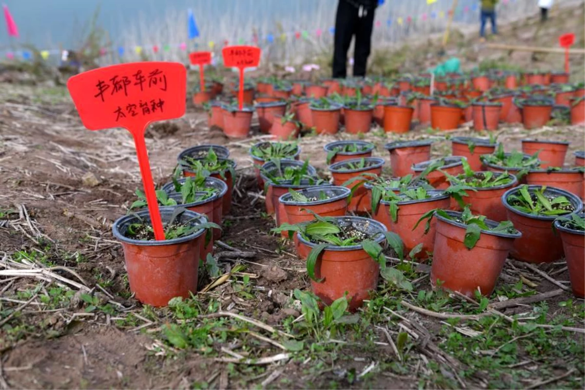 Çin\'de Yapay Ortamda Yetiştirilen Bitkiler Doğaya Kazandırıldı