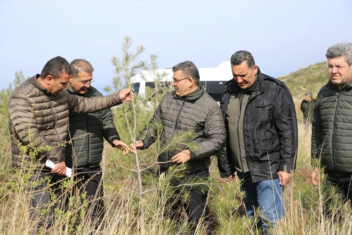 Hatay Orman Bölge Müdürü: Yanan ormana 6 ton kızılçam tohumu ektik