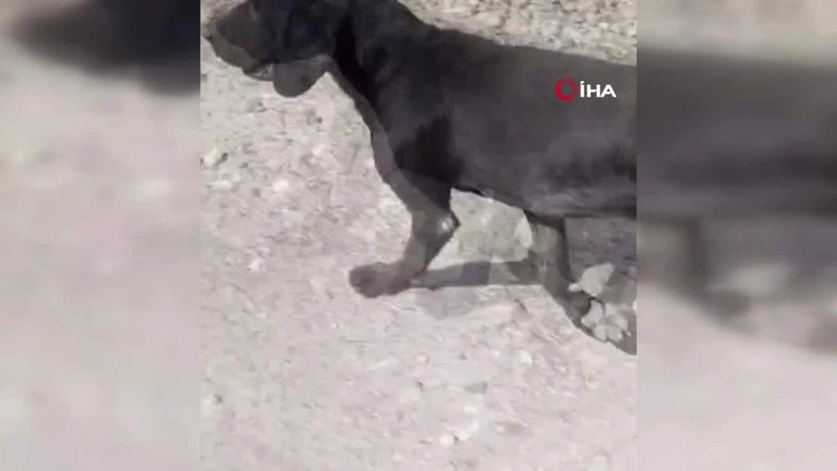 Tümör nedeniyle köpeğin kulağı ampute edildi