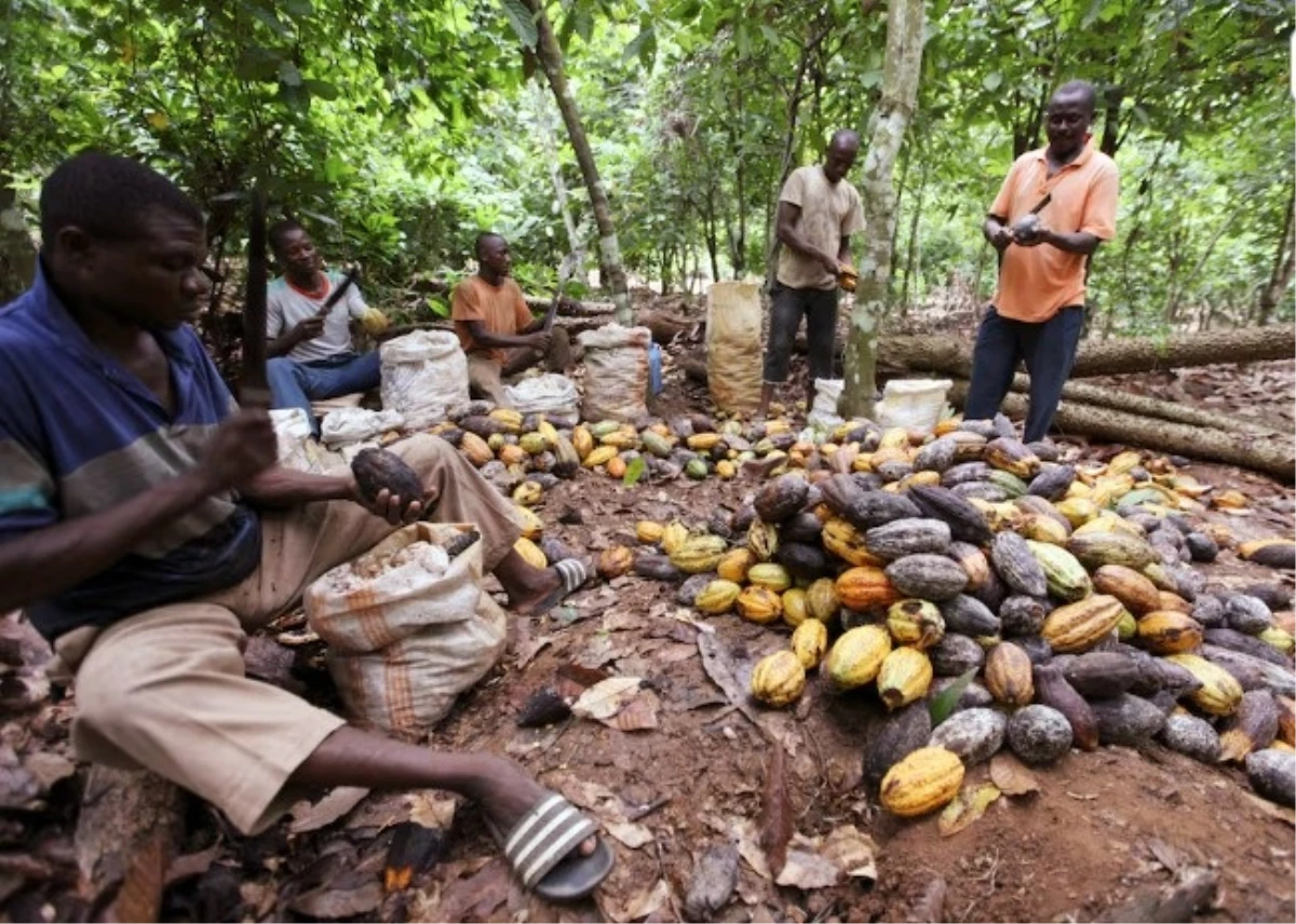 Afrika\'daki kakao tesislerindeki çekirdek sıkıntısı küresel çikolata krizini derinleştiriyor