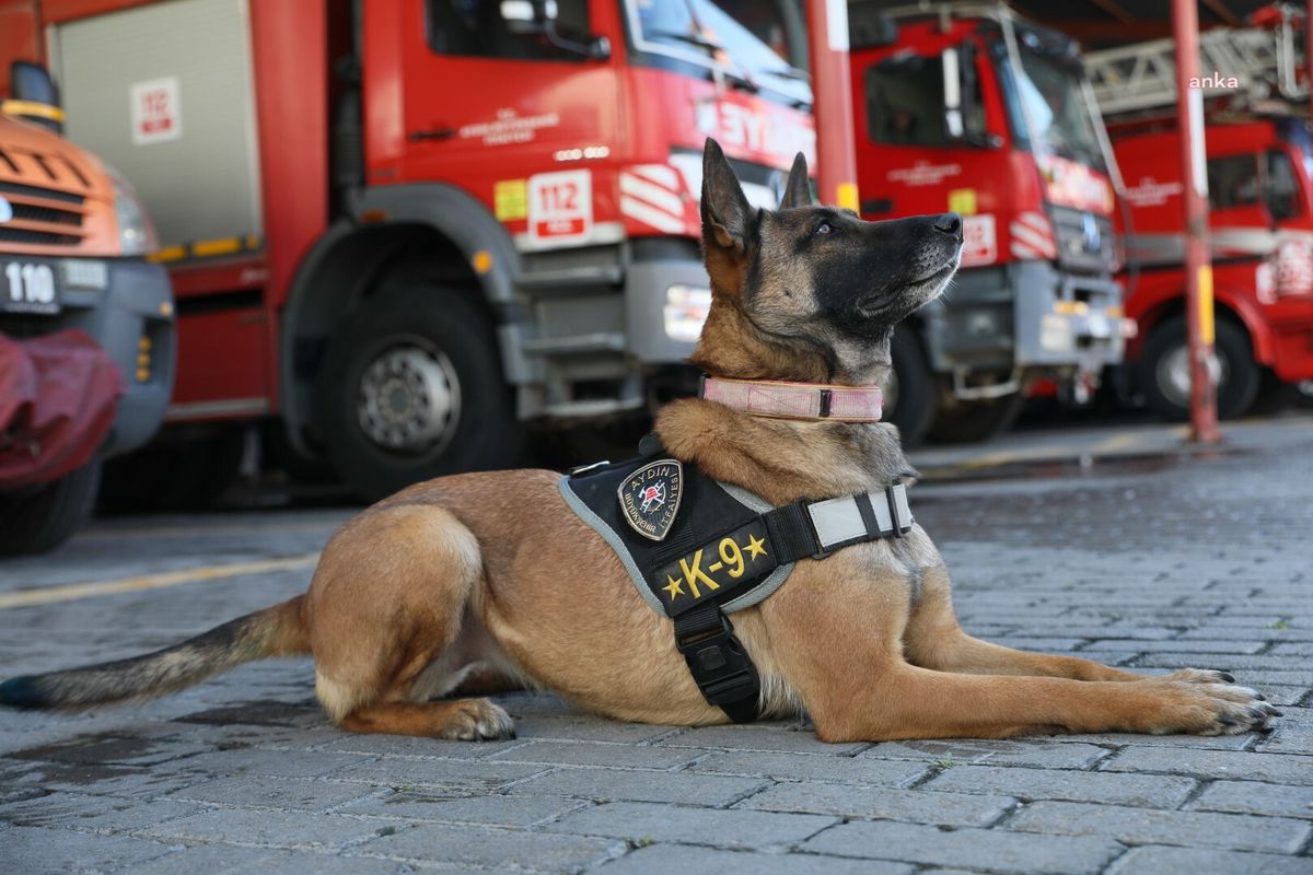 Aydın Büyükşehir Belediyesi\'nin Arama-Kurtarma Köpeği \'Zeyna\' Yarışmada Birinci Oldu