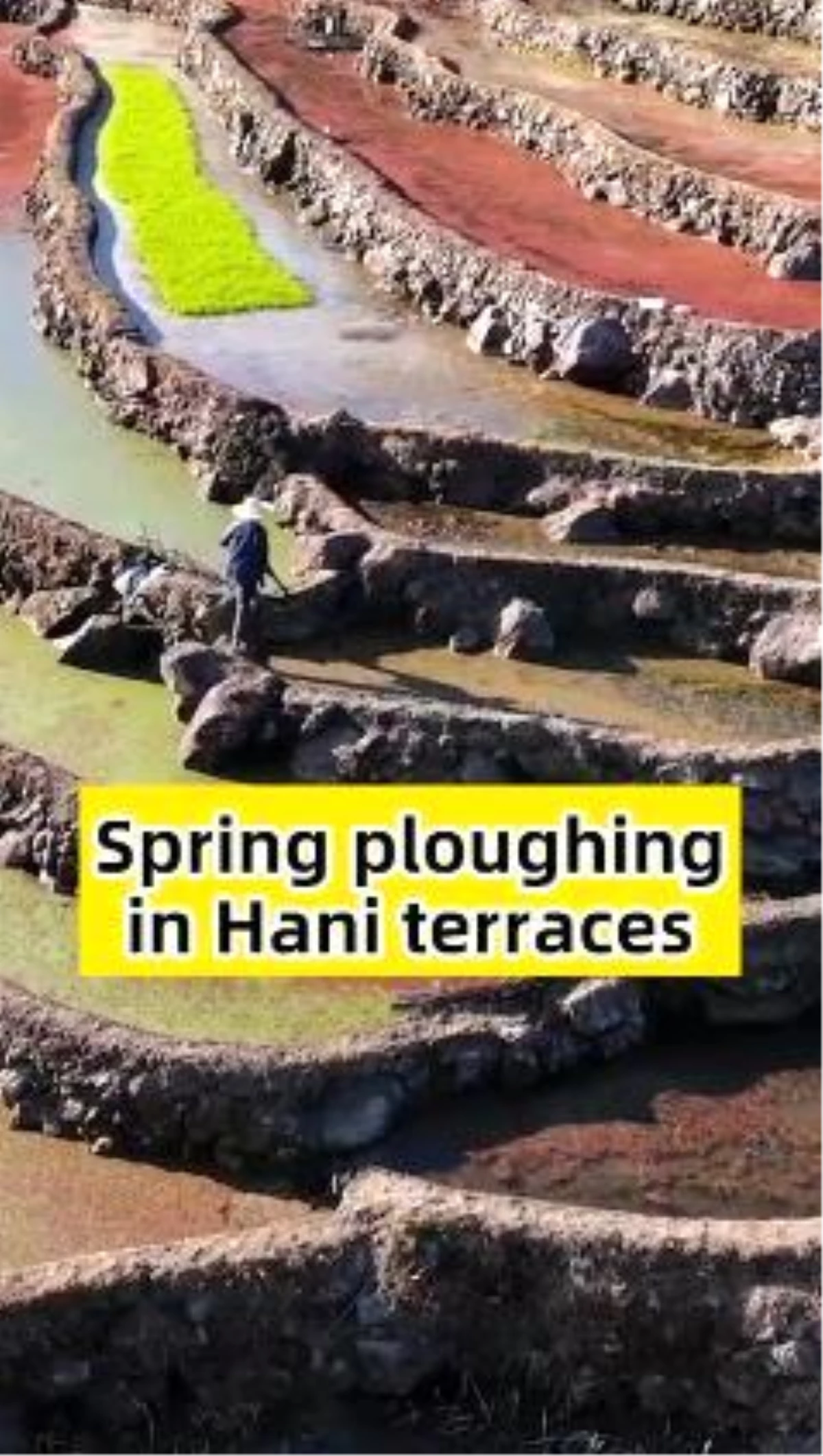 Çin\'deki Honghe Hani çeltik teraslarından görüntüler