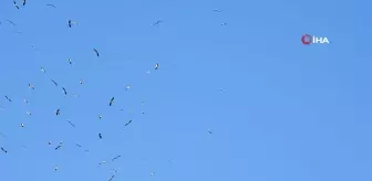 Göç yolundaki leylekler görsen şölen oluşturdu