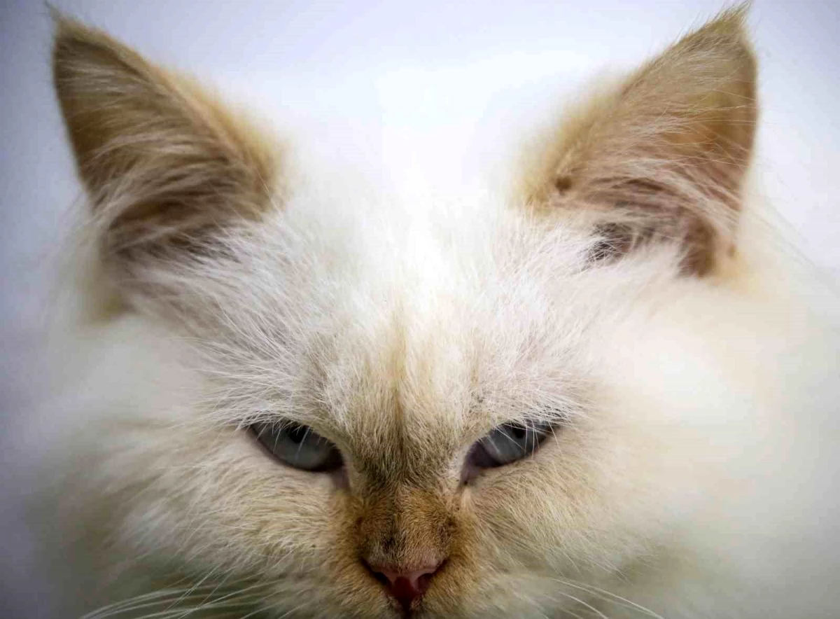 Hiroşima\'da zehirli krom tankına düşen kedi kayıplara karıştı