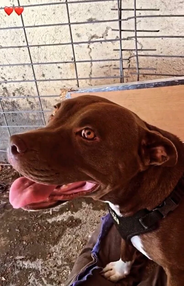 Pitbull Cinsi Köpeği Yakarak Öldüren Kişiye 4 Yıl Hapis Cezası Verildi