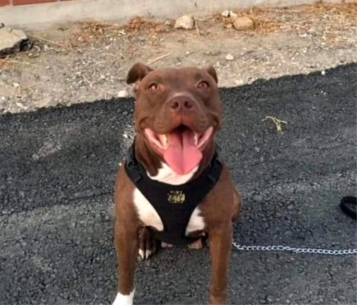 İzmir\'de Şila adlı Pitbull cinsi köpeğin kulübesini ateşe vererek öldüren sanığın cezası artırıldı