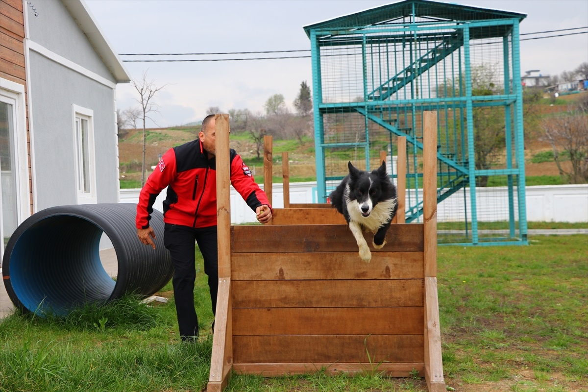 Süleymanpaşa Belediyesi Arama Kurtarma Köpekleriyle Afetlere Hazırlanıyor
