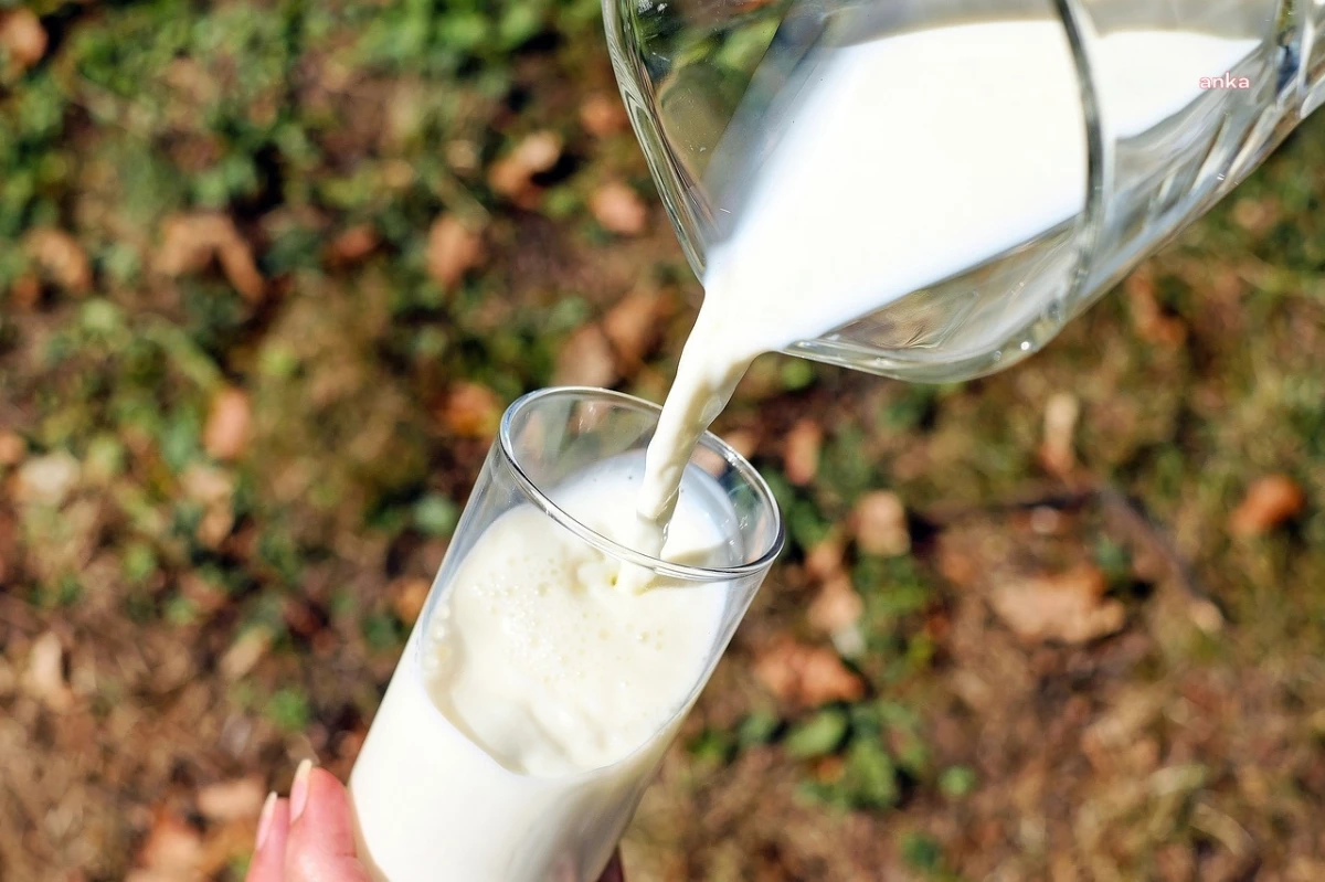 Türkiye\'de İnek Sütü Üretimi Arttı