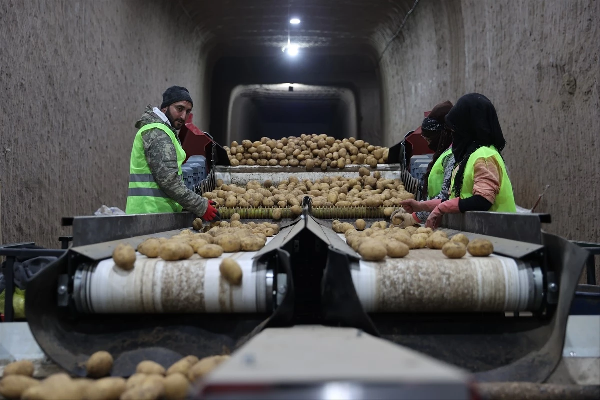Nevşehir\'deki Kayadan Oyma Depolarda Muhafaza Edilen Patates Tohumları Türkiye\'ye Sevk Ediliyor