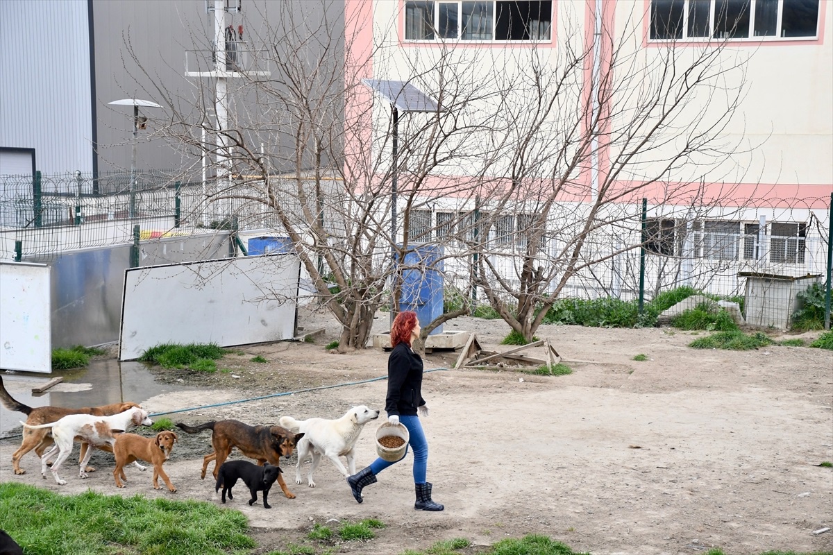 Kocaeli\'de Anaokulu Öğretmeni Bakıma Muhtaç Hayvanlara Sahip Çıkıyor