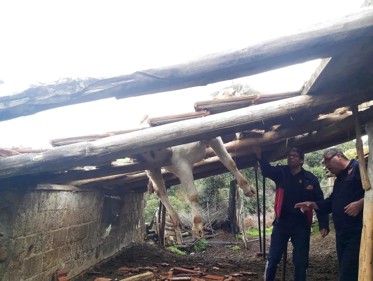 Salihli\'de çatıda mahsur kalan inek itfaiye ekipleri tarafından kurtarıldı